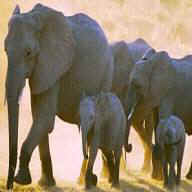 Elephants, Botswana