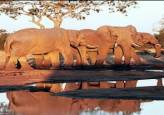 Elephants, Botswana